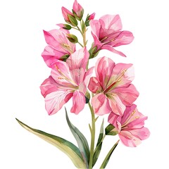 Watercolor Pink Stock Isolated on White Background. Beautiful Stock Flower