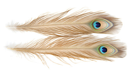 Obraz premium Two beautiful peacock feathers isolated on white