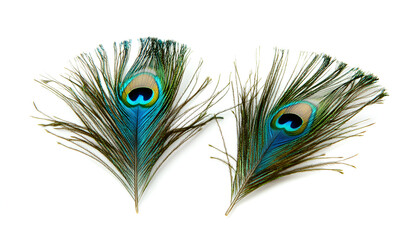 Obraz premium Two beautiful peacock feathers isolated on white