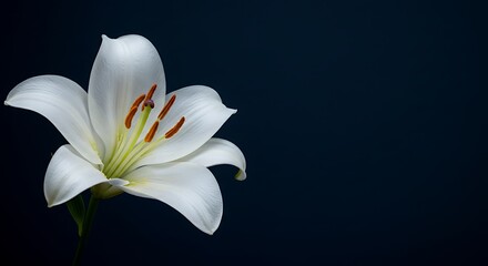 Obraz premium Night Bloom: Lily's Elegant Grace AI Generated