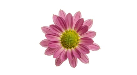 Pink Chrysanthemum Bloom: A Botanical Study AI Generated