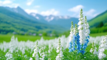 Blue and white delphiniums bloom vibrantly. They stand out against a field of similar flowers, all set against a softly focused mountain backdrop. The image boasts high resolution and natural lighti
