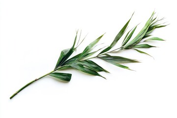 Obraz premium Lush green leaves branch