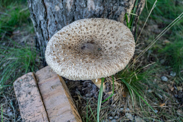 Macro photo of a parasol mushroom, capturing its intricate details. Ideal for nature enthusiasts...
