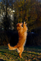 Golden retriever dog playing and standing on hind legs outdoors in park in spring at sunset