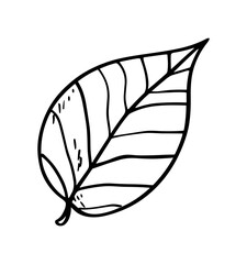 Naklejka premium Leaf vector icon, line art. Nature symbol, drawing art illustration.