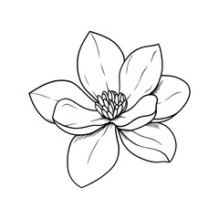 Detailed magnolia flower outline vector illustration