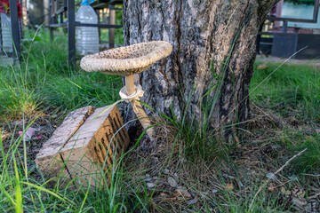 Macro photo of a parasol mushroom, capturing its intricate details. Ideal for nature enthusiasts...