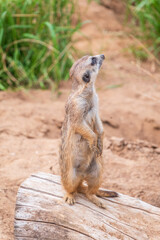 Meerkat, Suricata suricatta, on hind legs. Portrait of meerkat standing on hind legs with alert expression. Portrait of a funny meerkat sitting on its hind legs.