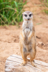 Meerkat, Suricata suricatta, on hind legs. Portrait of meerkat standing on hind legs with alert expression. Portrait of a funny meerkat sitting on its hind legs.