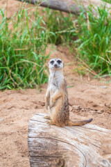 Fototapeta premium Meerkat, Suricata suricatta, on hind legs. Portrait of meerkat standing on hind legs with alert expression. Portrait of a funny meerkat sitting on its hind legs.