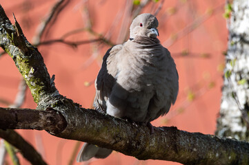 Cute bird European Turtle Dove. Green nature background. Streptopelia turtur