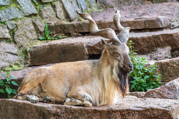 Close-up portrait of Markhor, Capra falconeri, wild goat native to Central Asia, Karakoram and the...