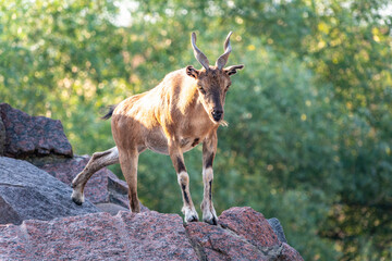 Markhor female on the rock. Latin name - Capra falconeri. Wild goat native to Central Asia, Karakoram and the Himalayas