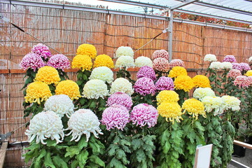 菊花展