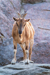 Markhor female on the rock. Latin name - Capra falconeri. Wild goat native to Central Asia, Karakoram and the Himalayas