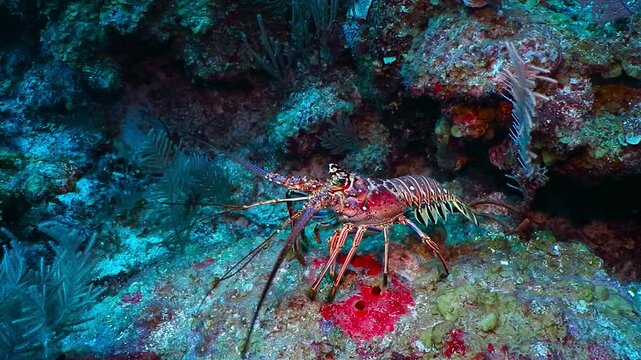 Red caribbean spiny lobster (Panulirus argus) on the coral reef. Moving lobster and corals, underwater video from scuba diving. Aquatic wildlife, ocean animal.