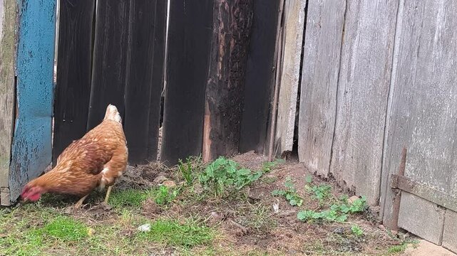 Young Loman Brown chickens in the pen eating food and pecking