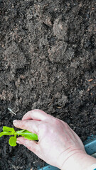 gardener planting little plants or seedlings in soil in a container raised bed