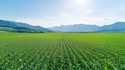 Fototapeta premium Cornfield Lush Green Rows Serene Landscape High-resolution Aerial View Uniform Growth Thriving Agriculture Mountain backdrop Vibrant Green Tones Agricultural Marketing