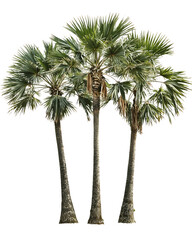 Isolated group of three tropical palm trees with fan-shaped fronds and textured trunks against transparent background, ideal for landscape design and tropical themes