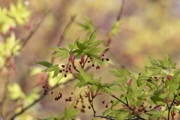 Japanese maple with fresh green leaves and tiny flowers at the same time