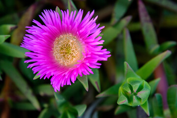 FLOR DE UNA PLANTA DE UÑA DE GATO (Carpobrotus Edulis)