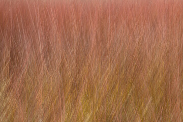 ABSTRACCIÓN DE UNA PLANTACION DE MIMBRE (Salix Viminalis)