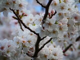 満開の桜