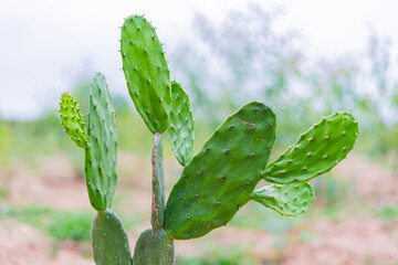 Cactus, cacti in various pots
