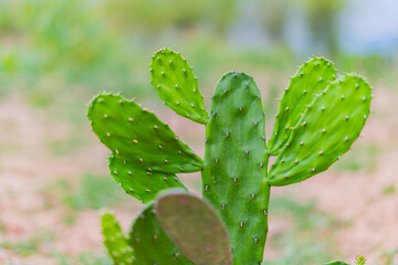 Cactus, cacti in various pots