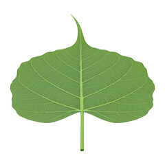 Obraz premium Isometric Rendering of a Single Sacred Bodhi Leaf's Veins