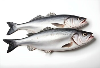 Fototapeta premium Raw Seabass isolated on white background