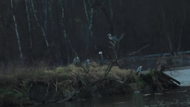 Grey heron sneaks along the shore of the lake and looks for prey. Lot of grey herons on an island in bad winter wether 
