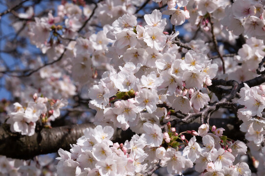 満開の桜の花と青空