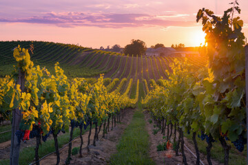 Naklejka premium Sunset Over Scenic Vineyard Rows in Rolling Countryside Landscape