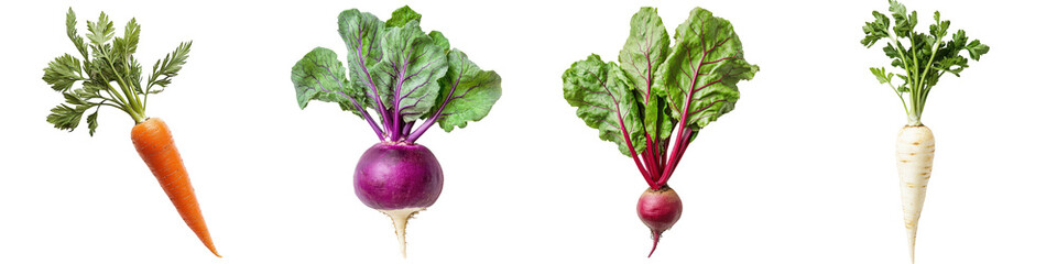 Carrot, beet, turnip and parsnip with leafy tops.