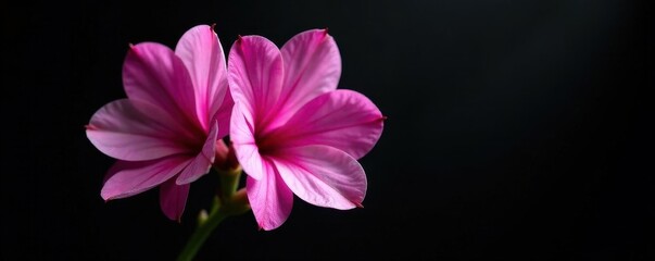 Obraz premium Delicate freesia blossom, black reflective backdrop, vivid colors, black, delicate, studio shot