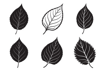 Birch leaf silhouette Vector