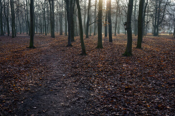 Obraz premium Bare trees and fallen leaves illuminated by soft morning light.