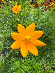 Orange cosmos bippinatus, commonly called the garden cosmos, is a medium-sized flowering herbaceous plant in the daisy family Asteraceae. Comes in many colors and popular as ornamental plants.