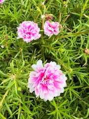 Obraz premium Portulaca grandiflora or moss rose, is a succulent flowering plant in the purslane family Portulacaceae, variably red, orang, pink, white and yellow, cultivated mostly as decorative plant. 