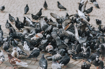 A multitude, a bunch, a flock of pigeons, hungry birds fight, struggle for food during the day on the street in the city. A close-up photo of the animal.