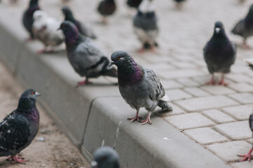 Many pigeons, wild birds sit on the asphalt on the street in the city. Animal photography.