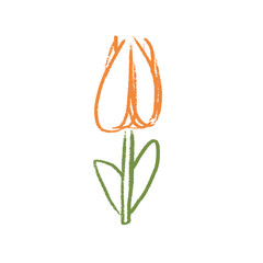 Tulip flower crayon drawn. Spring crocus plant doodle isolated on white background. Summer floral kids element. Chalk or pastel style childish scrawl nature shape. Vector naive illustration by pencil.
