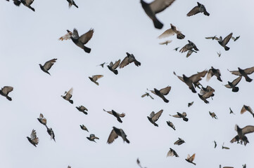 Photo of many beautiful flying birds, a flock of pigeons against the background of a blue sky with clouds.