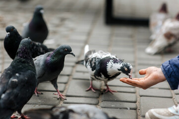 Girl, child feeding food bread, grain from hand to pigeons, hungry birds on street in city...