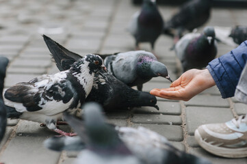 Fototapeta premium Girl, child feeding food bread, grain from hand to pigeons, hungry birds on street in city outdoors. Animals close-up photo.