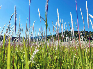 チガヤの花穂と青空