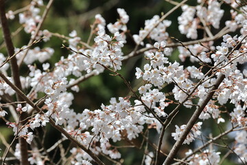 One of the basic original species of cherry blossoms,Edohigan